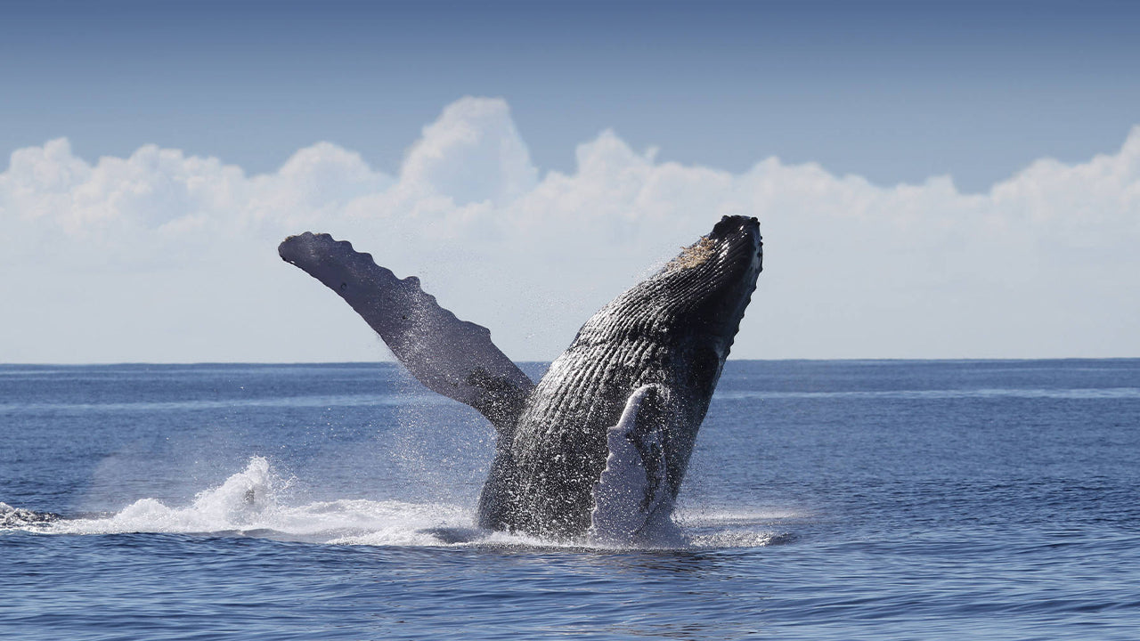 Whale Watching from Ambalangoda