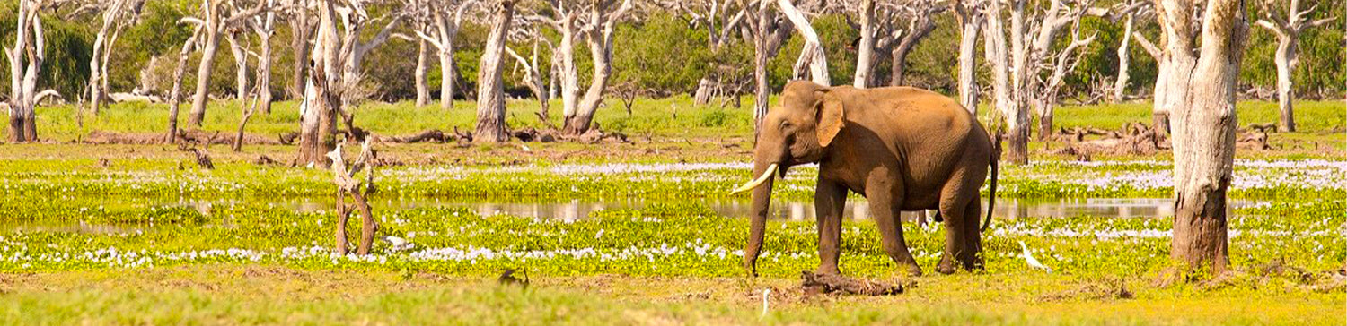 Safari from Wadduwa