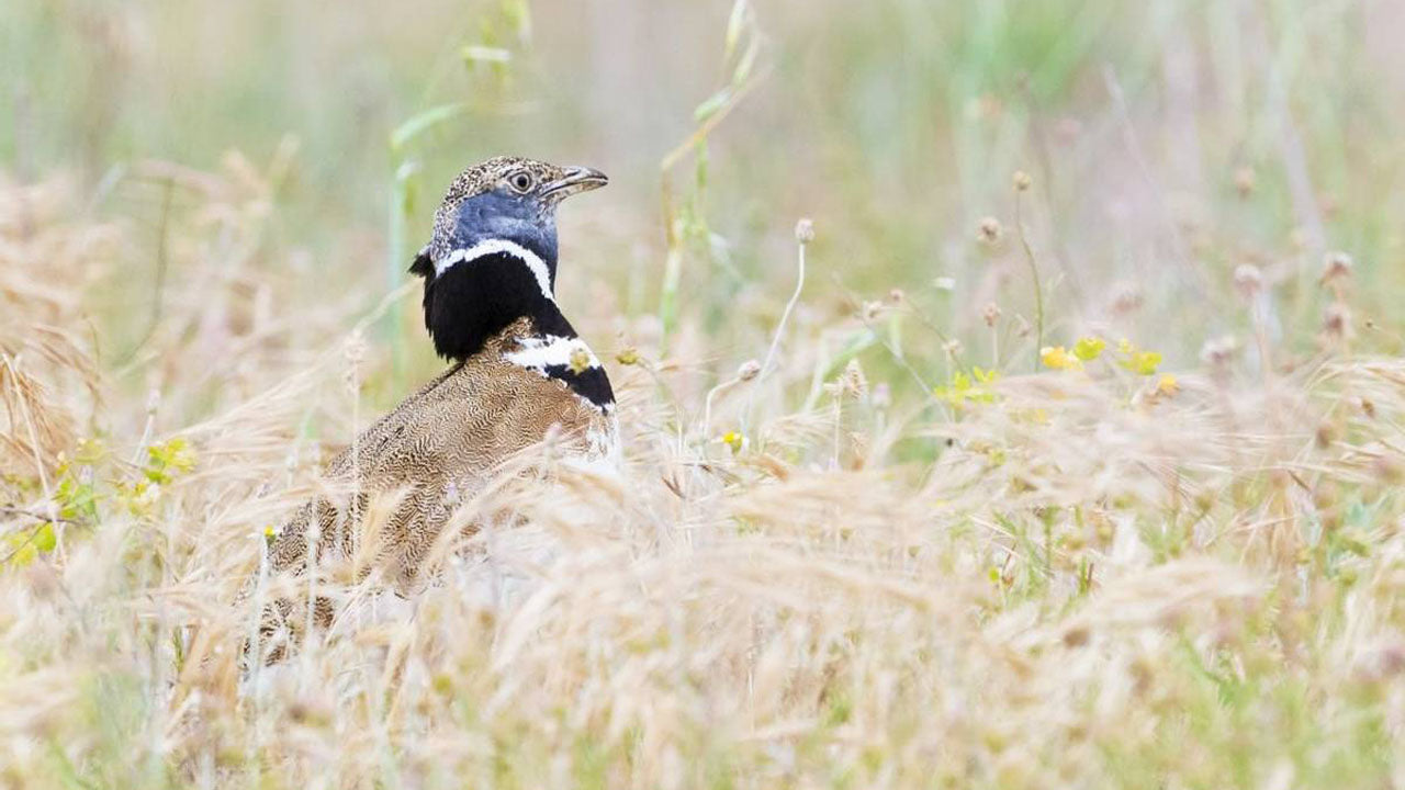 Birdwatching from Negombo