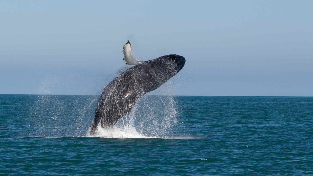 Whale Watching from Balapitiya