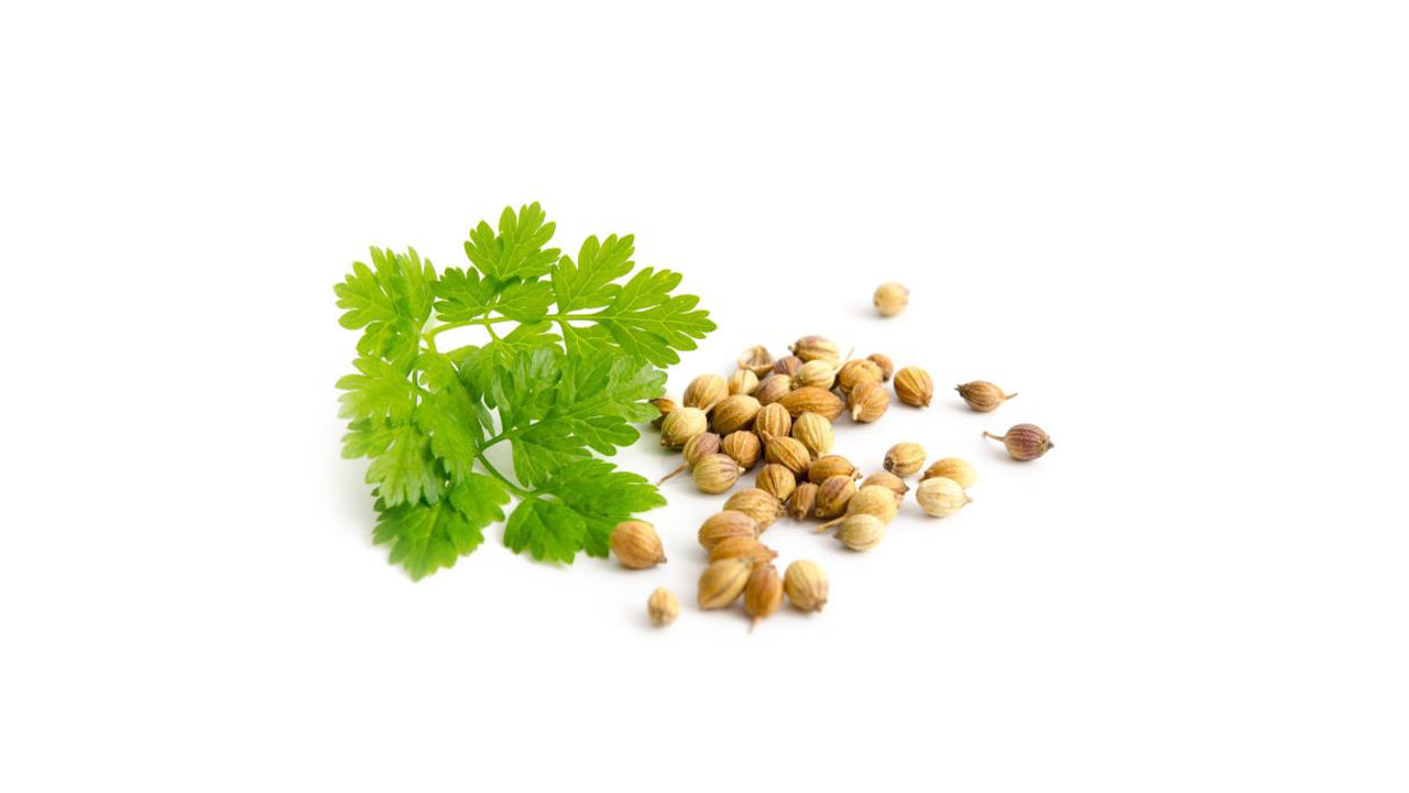 Lakpura Coriander (කොත්තමල්ලි)