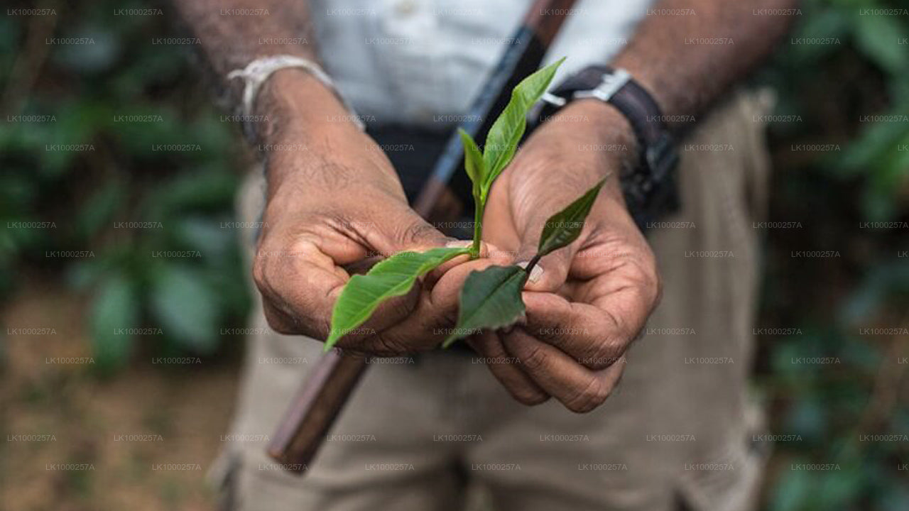 Tea Walking and Tasting Tour from Matara