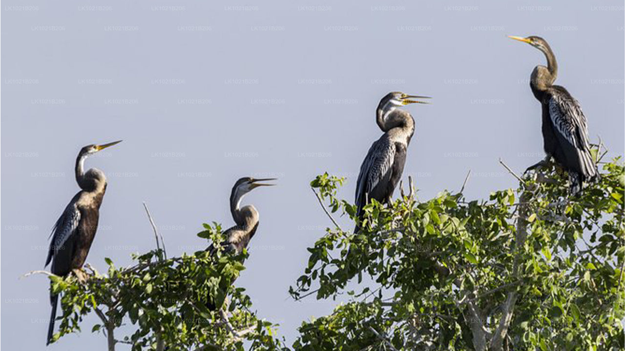 Wild Wonders and Hidden Temples from Galle (2 Days)