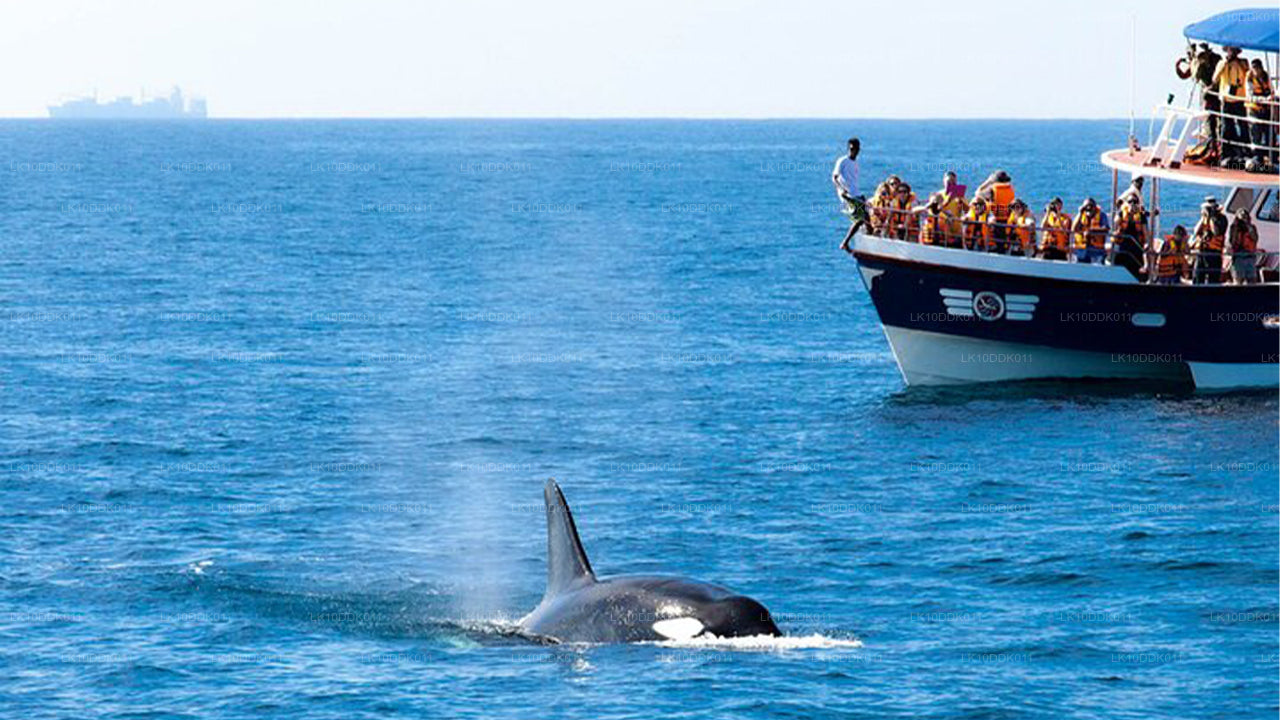 Wildlife Tour met vogels en zoogdieren (14 dagen)