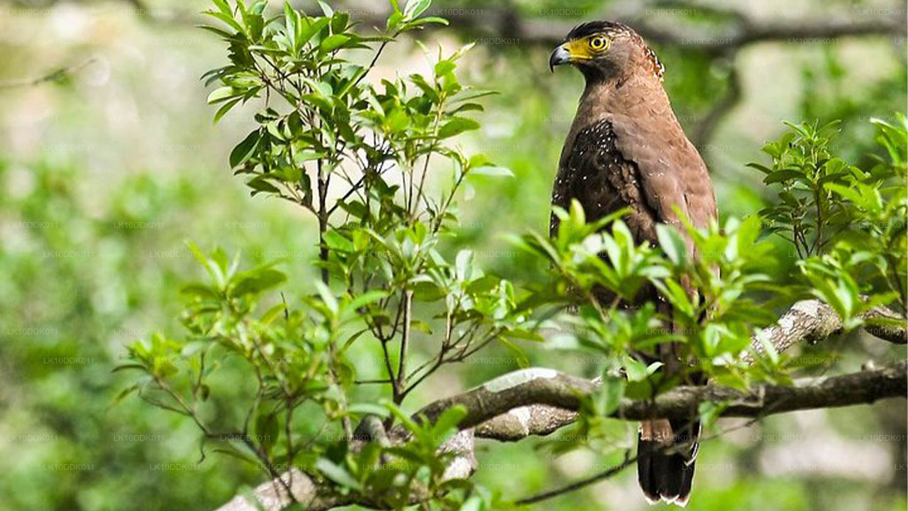 Wildlife Tour met vogels en zoogdieren (14 dagen)