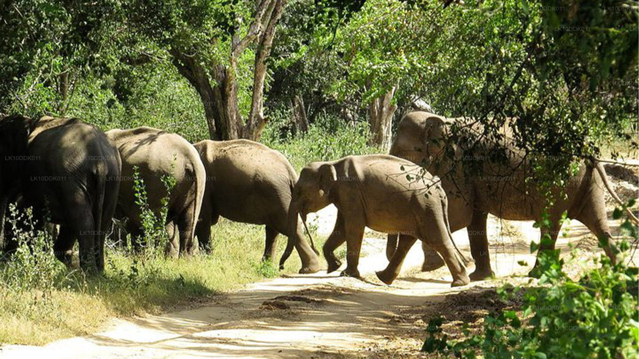 Wildlife Tour met vogels en zoogdieren (14 dagen)