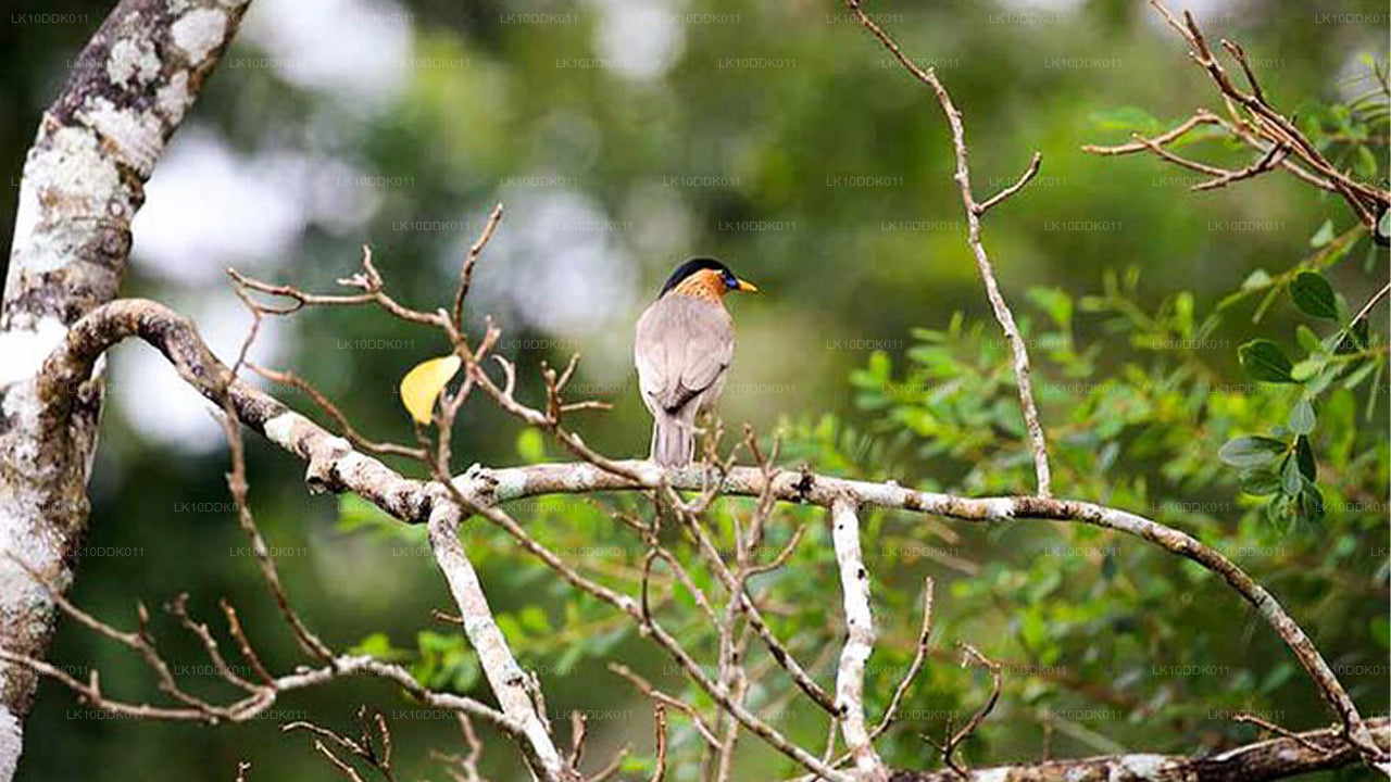 Wildlife Tour met vogels en zoogdieren (14 dagen)