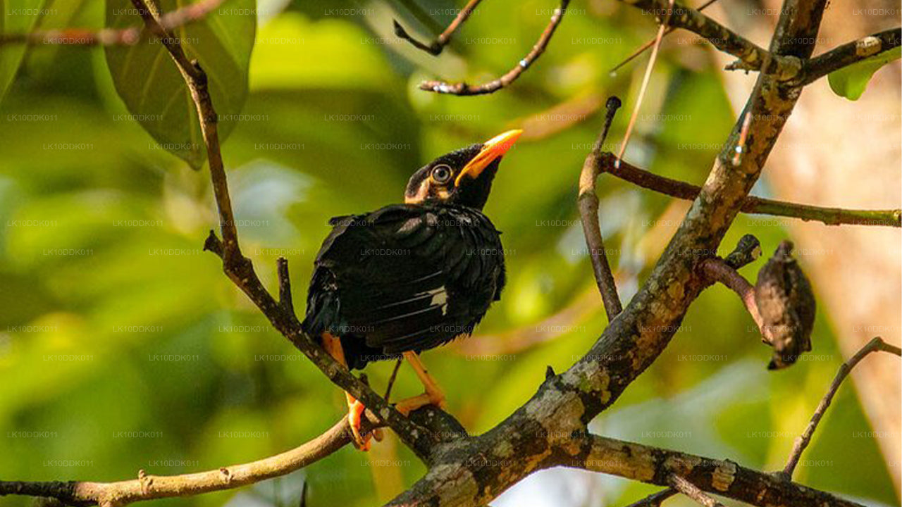 Wildlife Tour met vogels en zoogdieren (14 dagen)