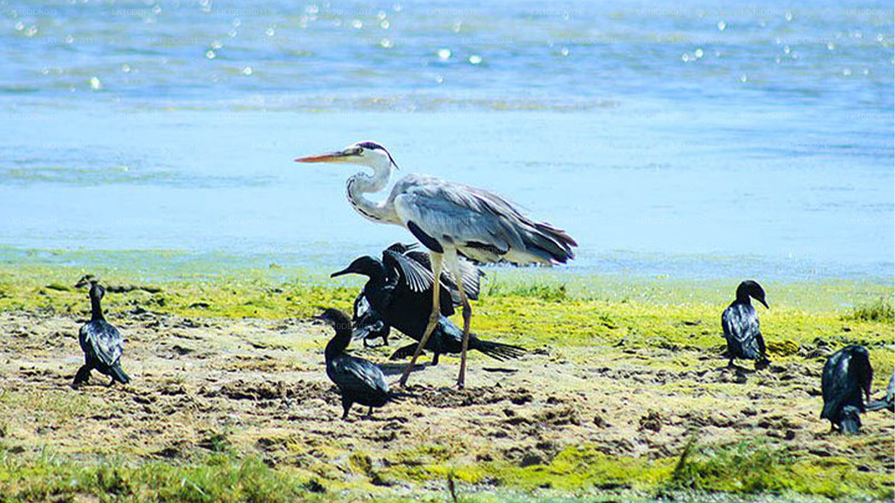 Wildlife Tour met vogels en zoogdieren (14 dagen)