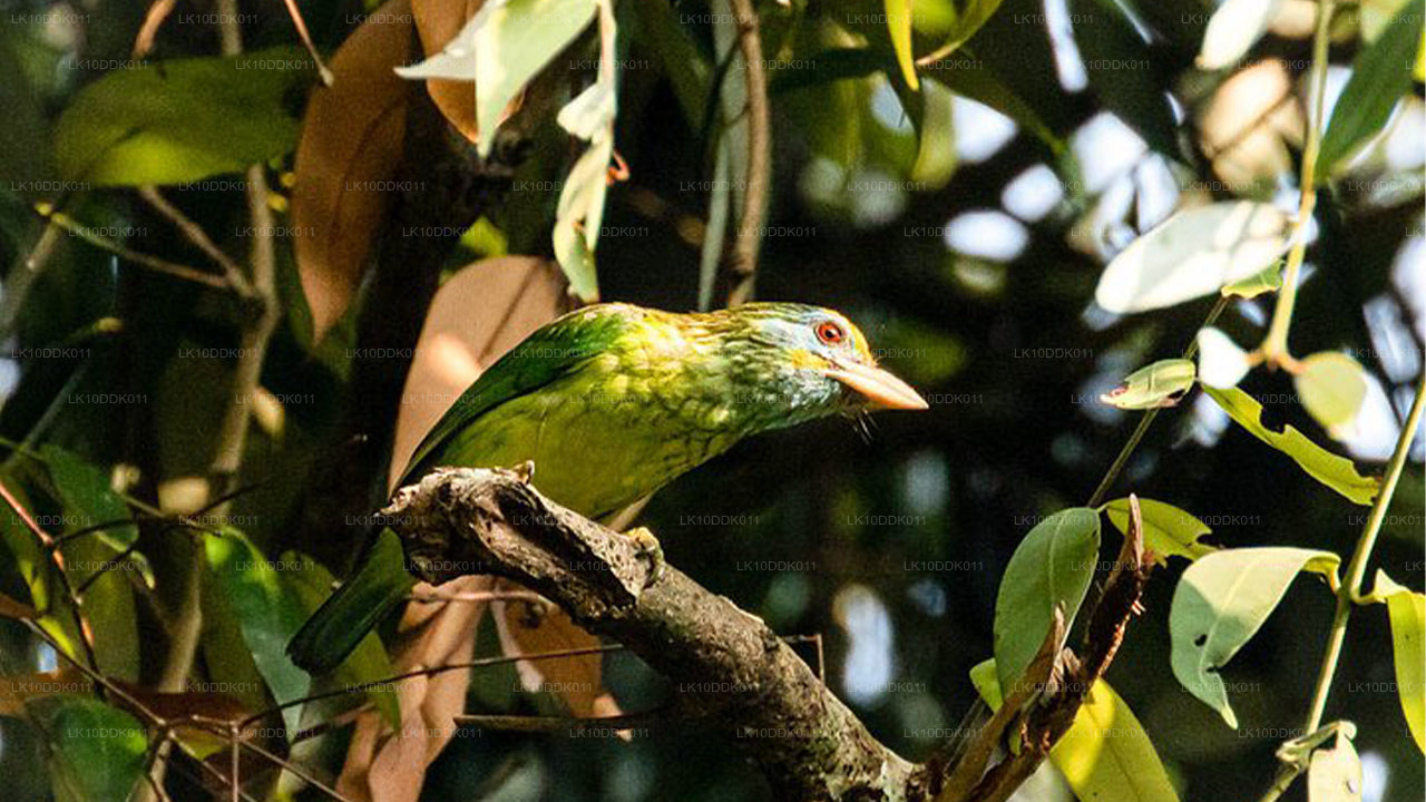 Wildlife Tour met vogels en zoogdieren (14 dagen)