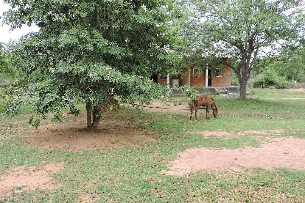 Aranya resort, Yala