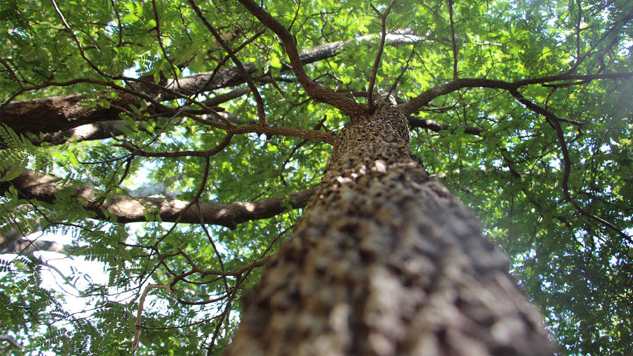 Arboretum van Popham, Dambulla