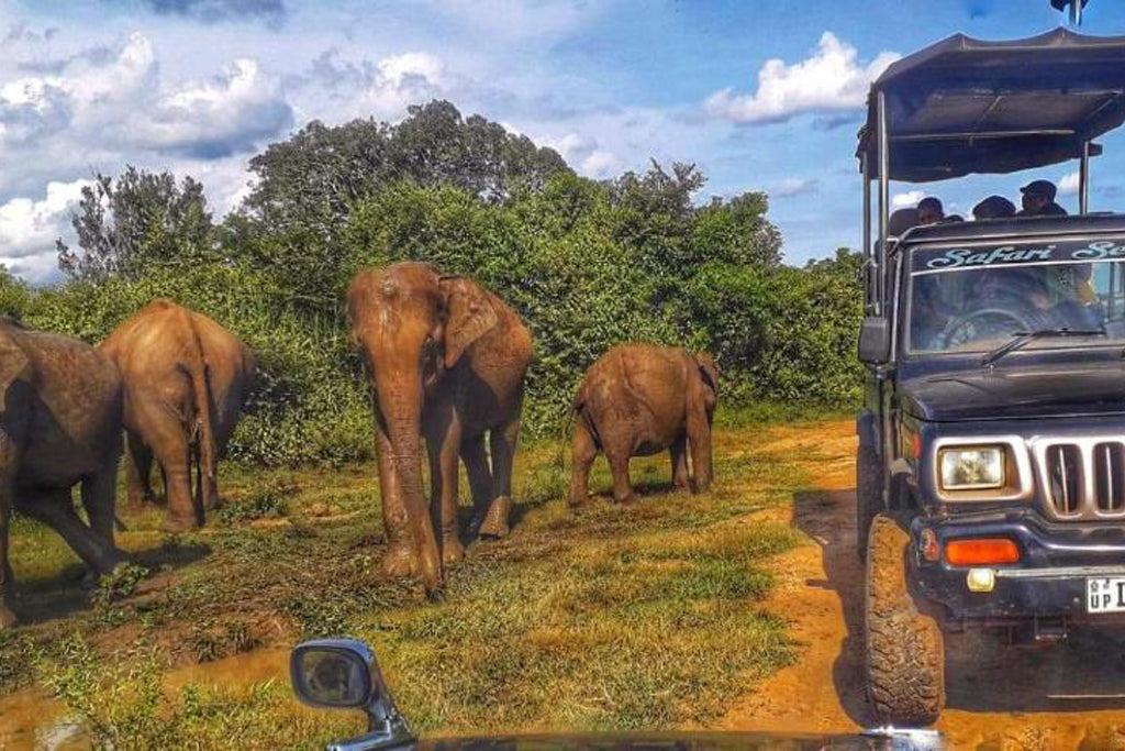 Elephants Fence Guest & Safari bevindt zich in Udawalawe.