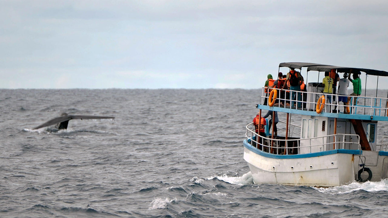 Shared Whale Watching Tour from Galle (8 Persons)