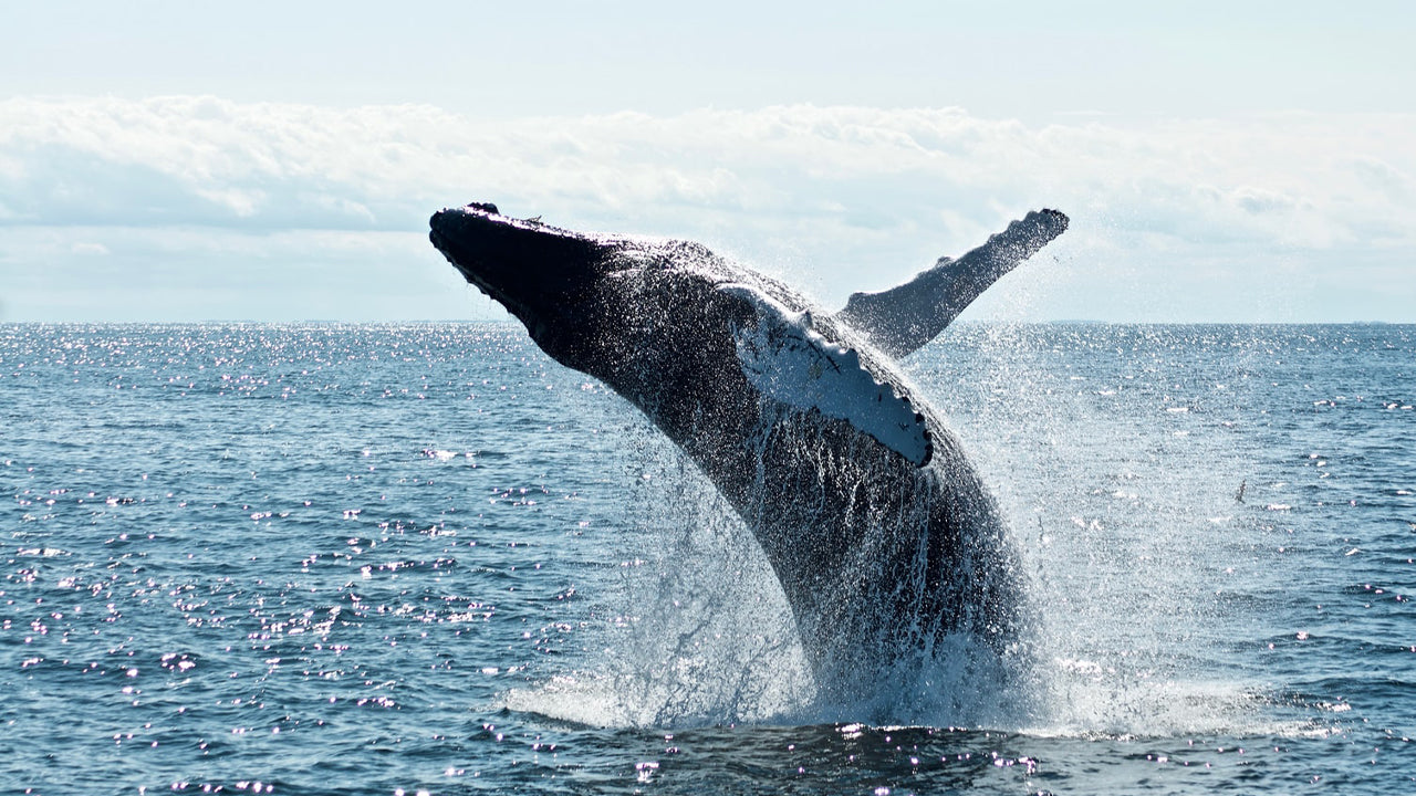 Whale Watching from Weligama