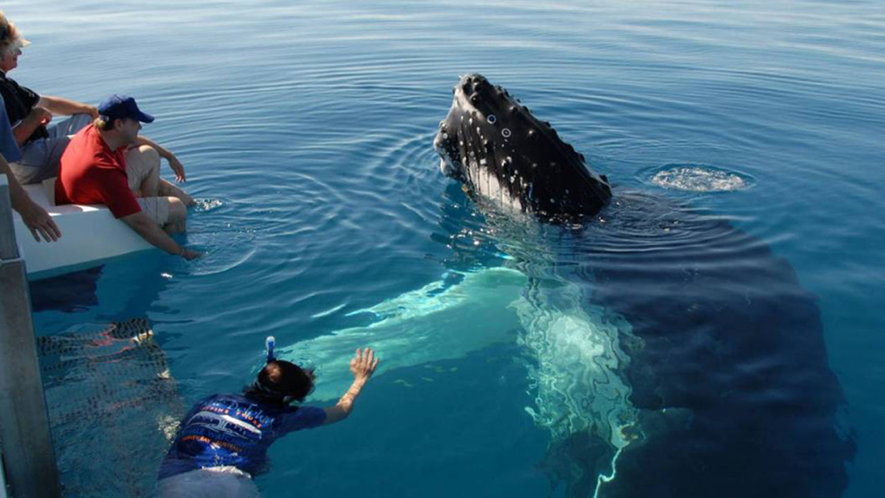 Shared Whale Watching Tour from Galle (8 Persons)