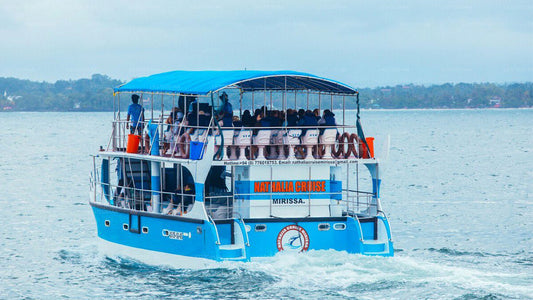 Whale Watching from Koggala on Shared Boat