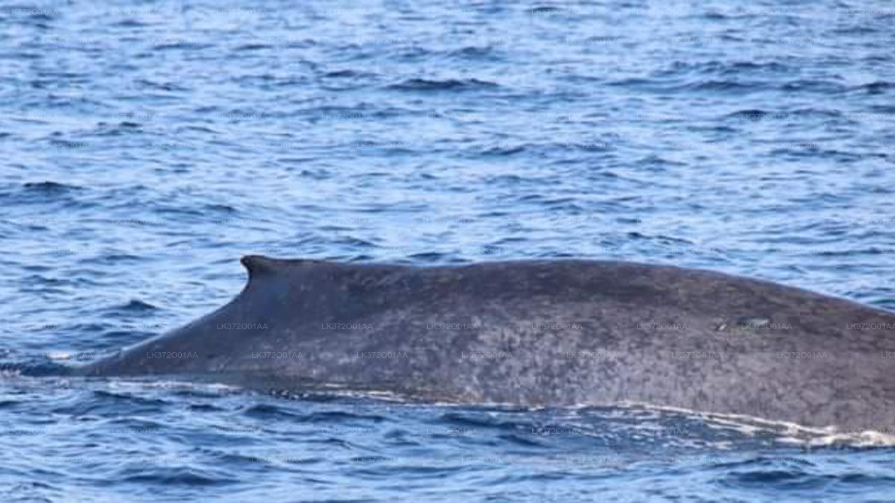 Boottocht om walvissen te spotten in Mirissa