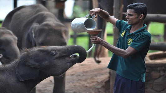 Safari in het nationale park Udawalawe met Elephant Transit Home Visit