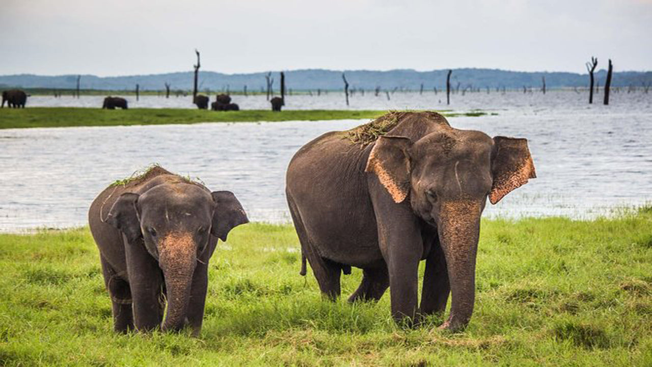 Safari in het nationale park Udawalawe met Elephant Transit Home Visit