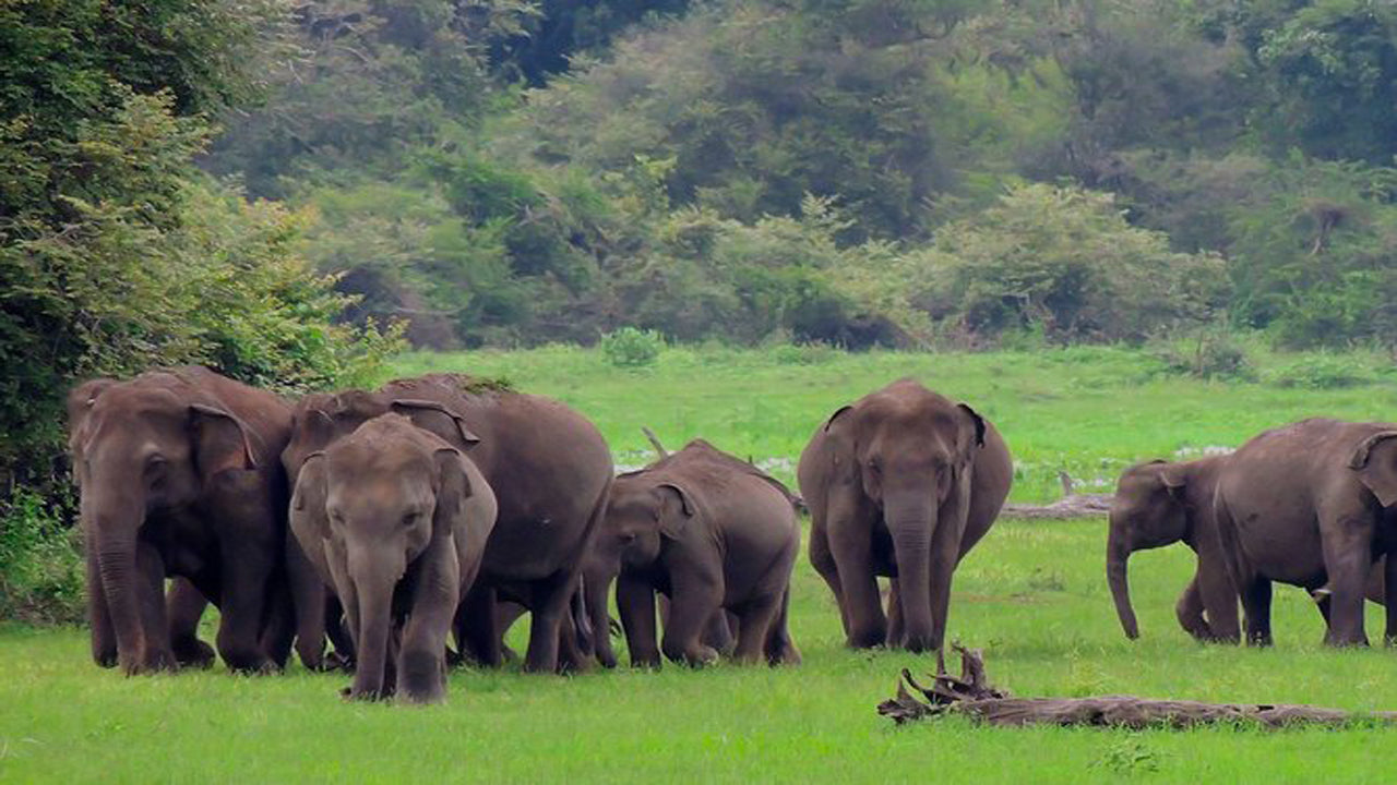 Safari in het nationale park Udawalawe met Elephant Transit Home Visit