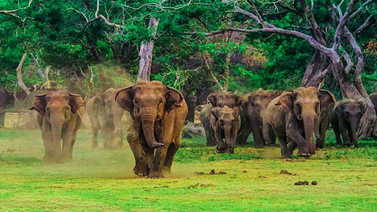 Safari in het nationale park Udawalawe met Elephant Transit Home Visit