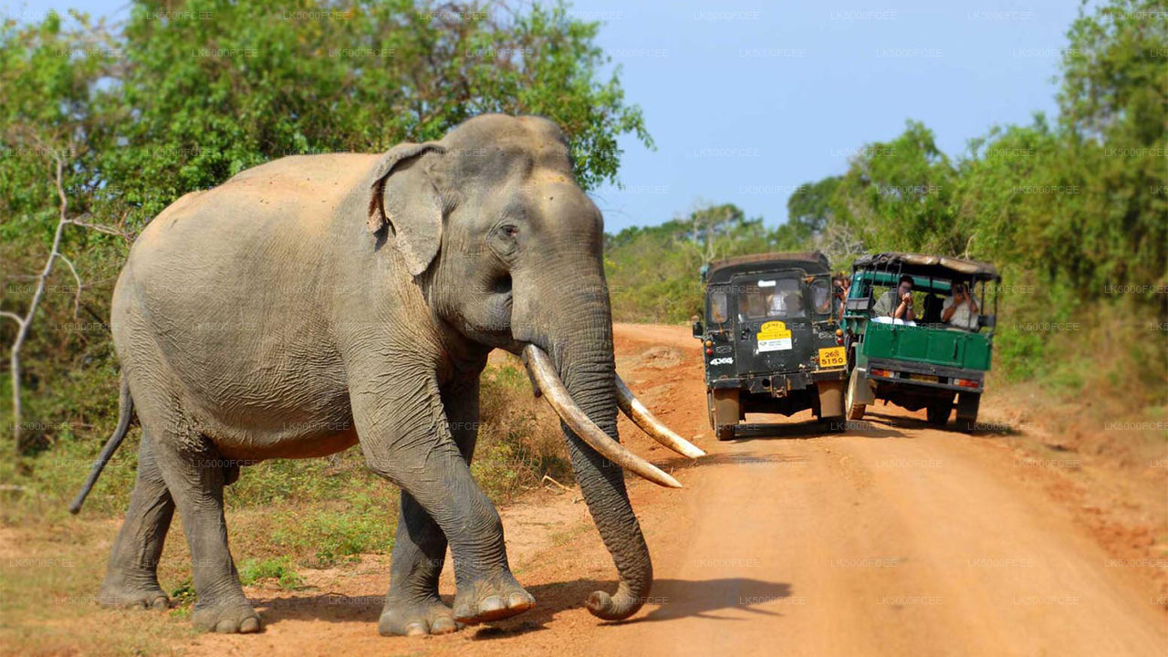 Wilpattu National Park Safari from Kandy