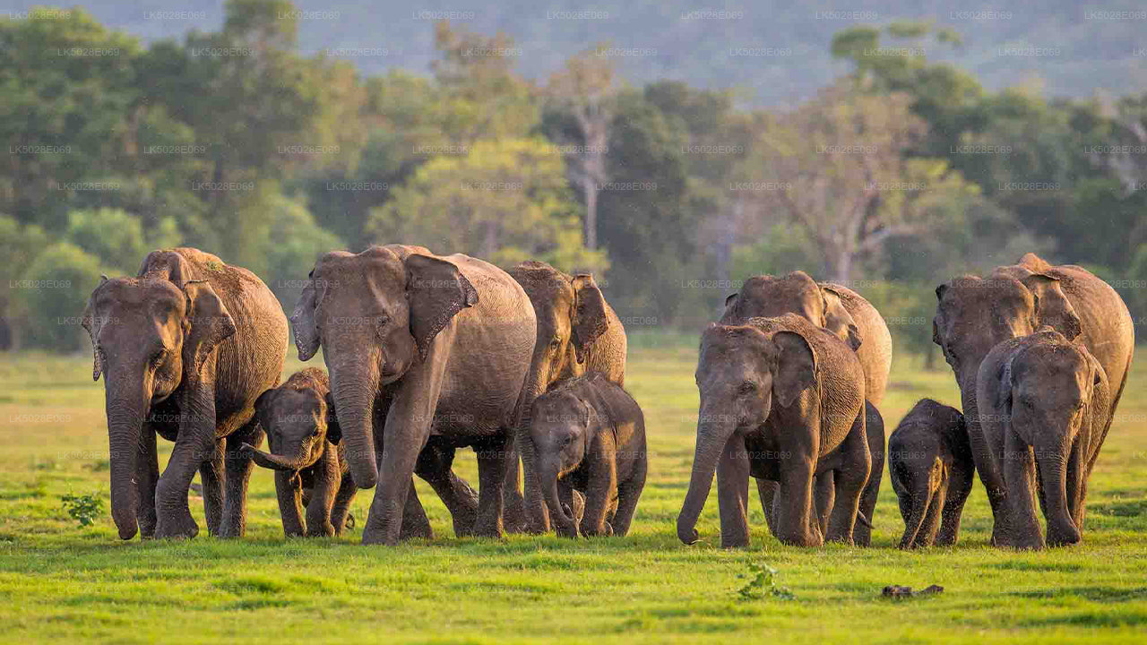 Privésafari The Great Elephant Gathering vanuit Minneriya