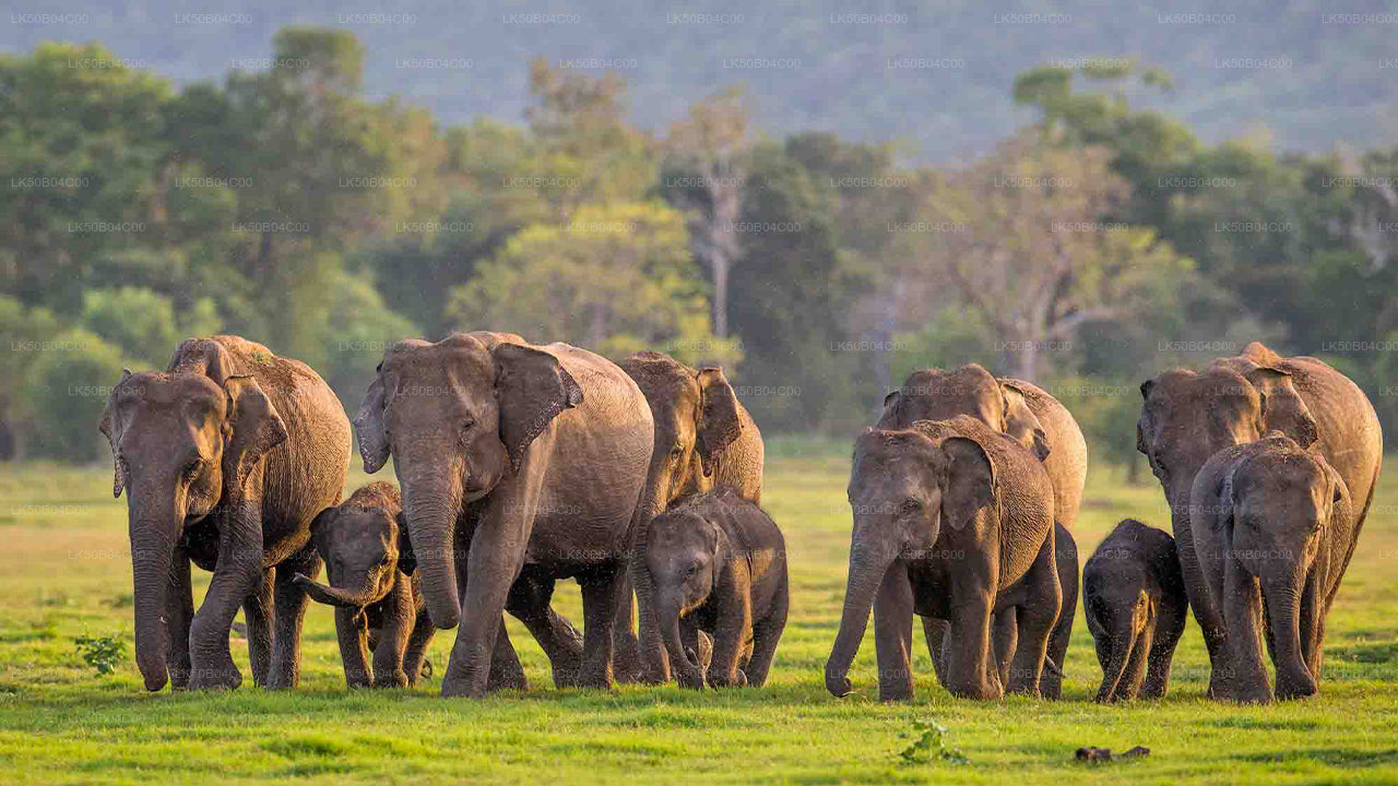 Privésafari in het nationale park Minneriya vanuit Habarana