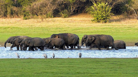 Kaudulla National Park Privésafari vanuit Habarana inclusief jeep met kaartjes (3 uur)