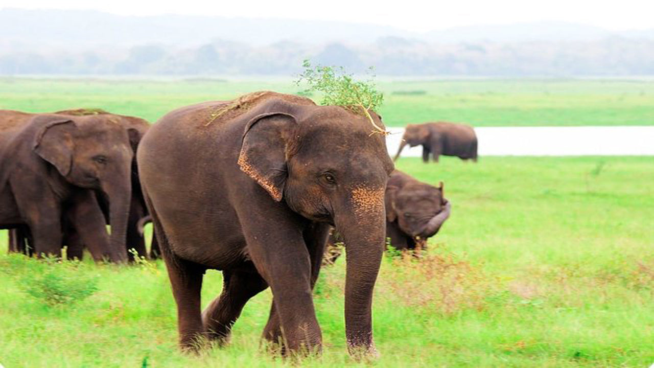 Kaudulla National Park Privésafari vanuit Habarana inclusief jeep met kaartjes (3 uur)