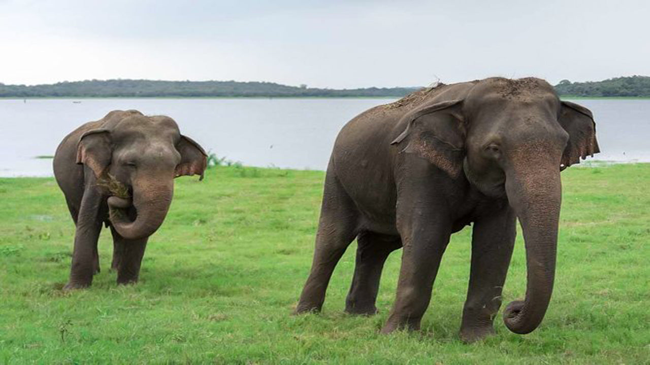 Kaudulla National Park Privésafari vanuit Habarana inclusief jeep met kaartjes (3 uur)