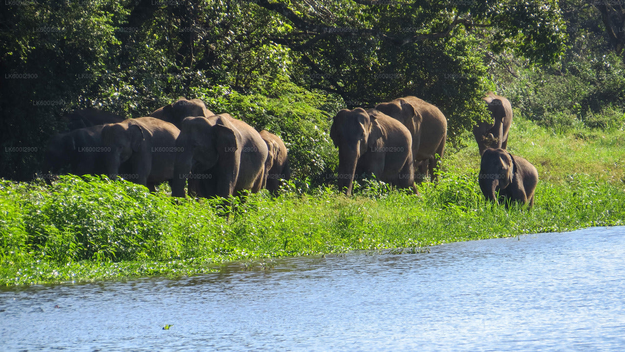 Wasgamuwa National Park Safari From Trincomalee
