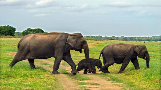 Safari in het nationale park Minneriya vanuit Kitulgala