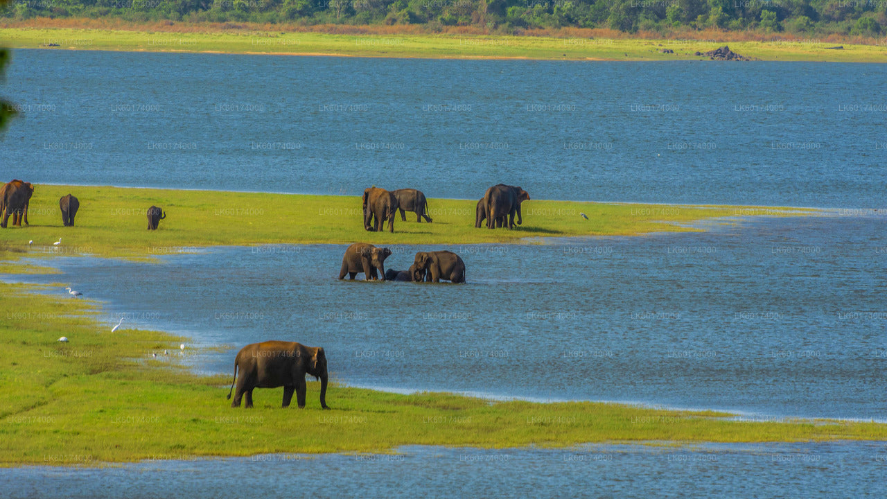 Safari in het nationale park Minneriya vanuit Kitulgala