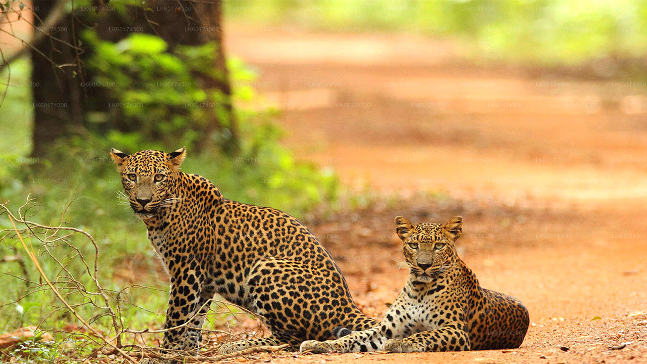 Safari in het nationale park Wasgamuwa vanuit Kandy