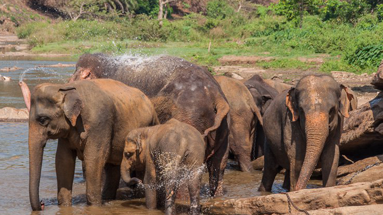Sigiriya Rock- en wilde olifantensafari vanuit Sigiriya