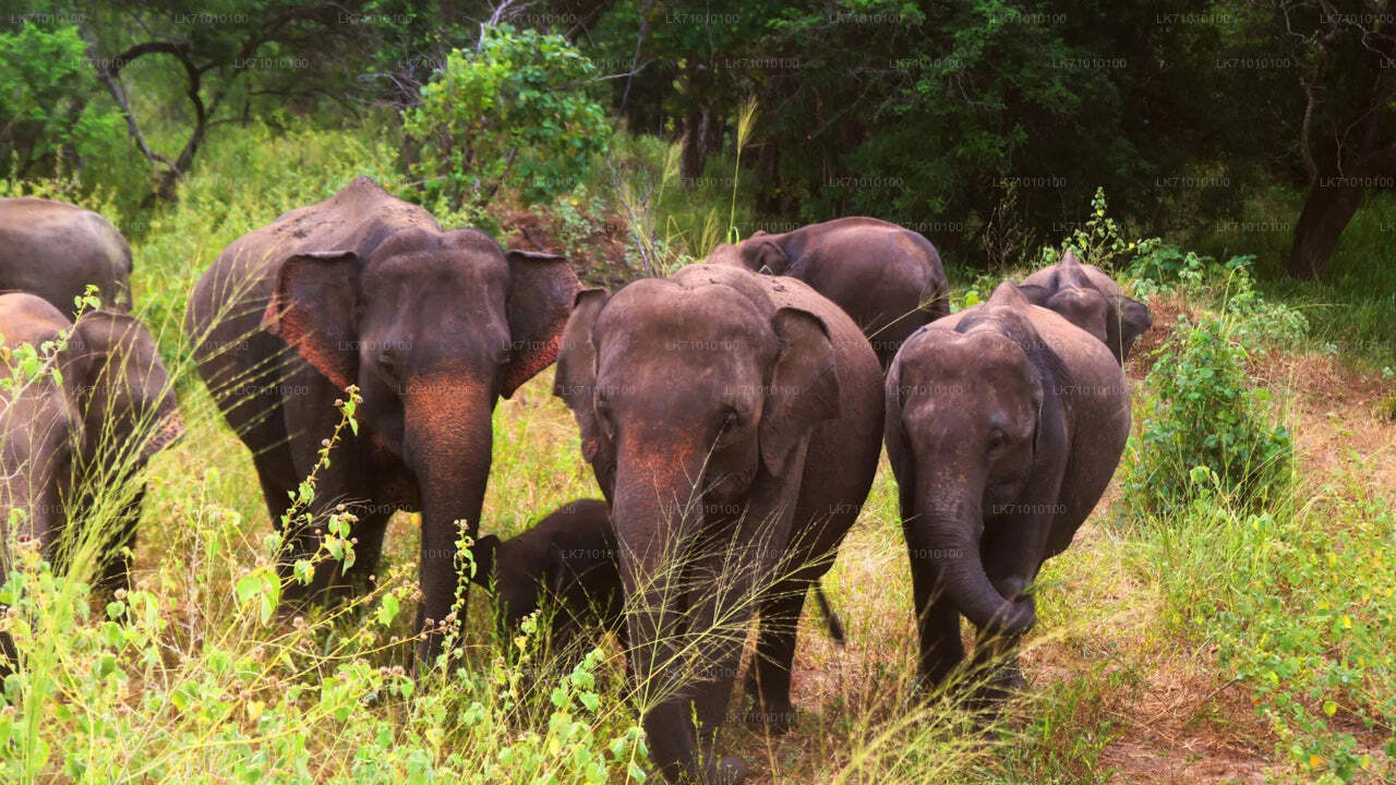 Entreekaartjes voor Hurulu Eco Park