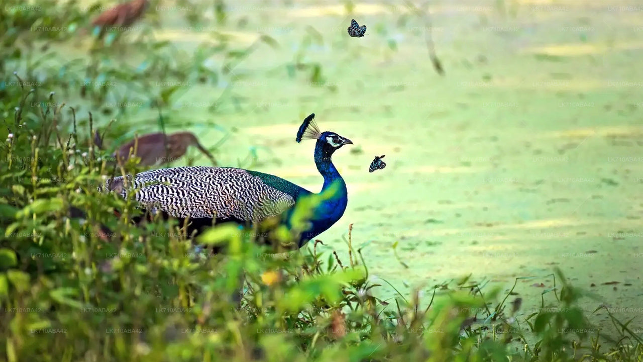 Entreetickets voor het Kaudulla National Park