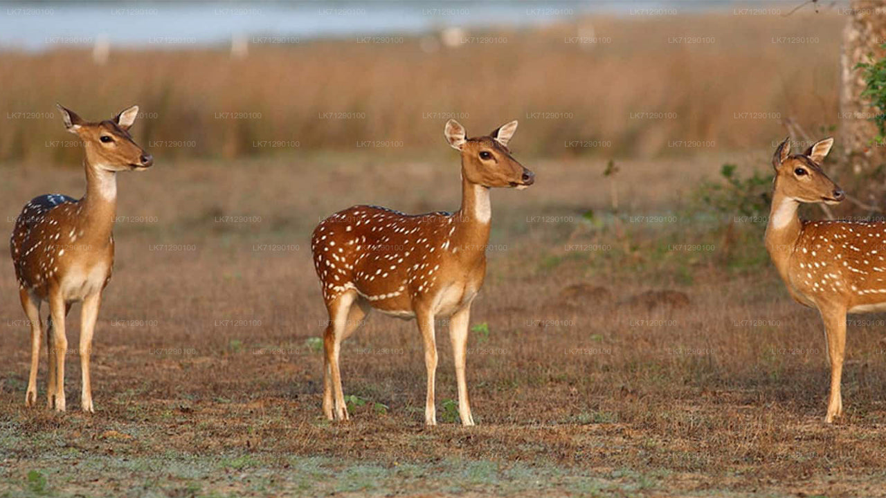 Entreetickets voor het Wilpattu National Park