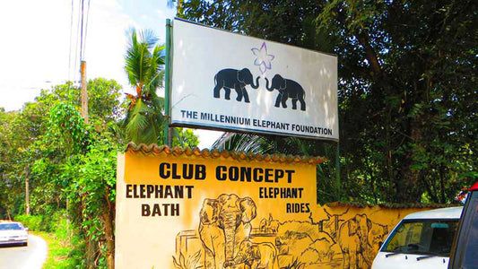 Toegangskaarten voor de Millennium Elephant Foundation