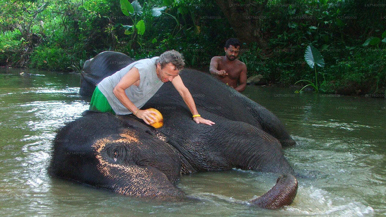 Toegangskaarten voor de Millennium Elephant Foundation