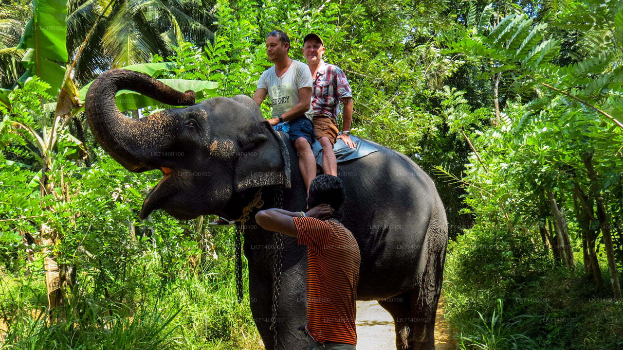 Toegangskaarten voor de Millennium Elephant Foundation