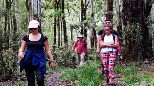 Trekking naar Heeloya Village vanuit Kandy