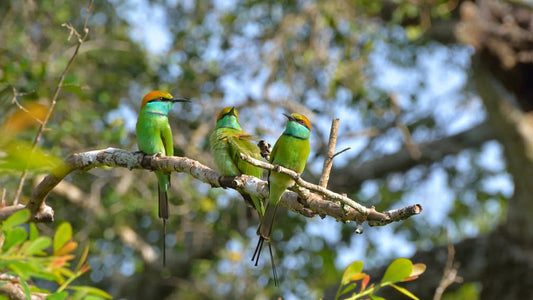Vogels kijken in Thalangama Wetland vanaf Mount Lavinia