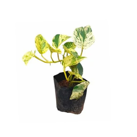 Golden Pothos Geldplant, bloem en exotische plant