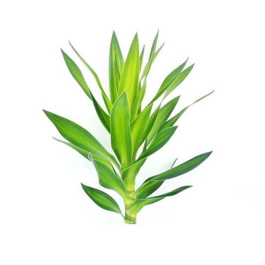 Lakpura Dracaena Reflexa 'Groen' (50 bladeren) Medium