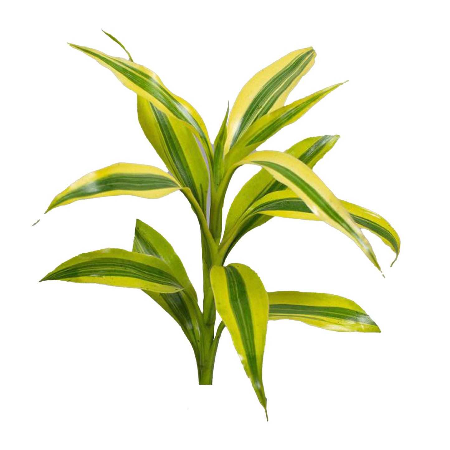 Lakpura Dracaena Sanderiana Gold (50 bladeren) Medium