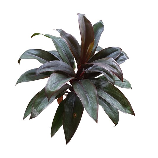 Lakpura Dracaena Purple Compacta (20 bladeren) Medium