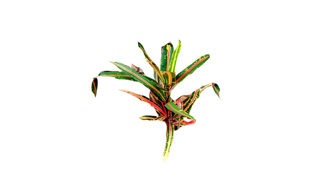 Lakpura Victoria Gold Bell Croton (50 blaadjes)